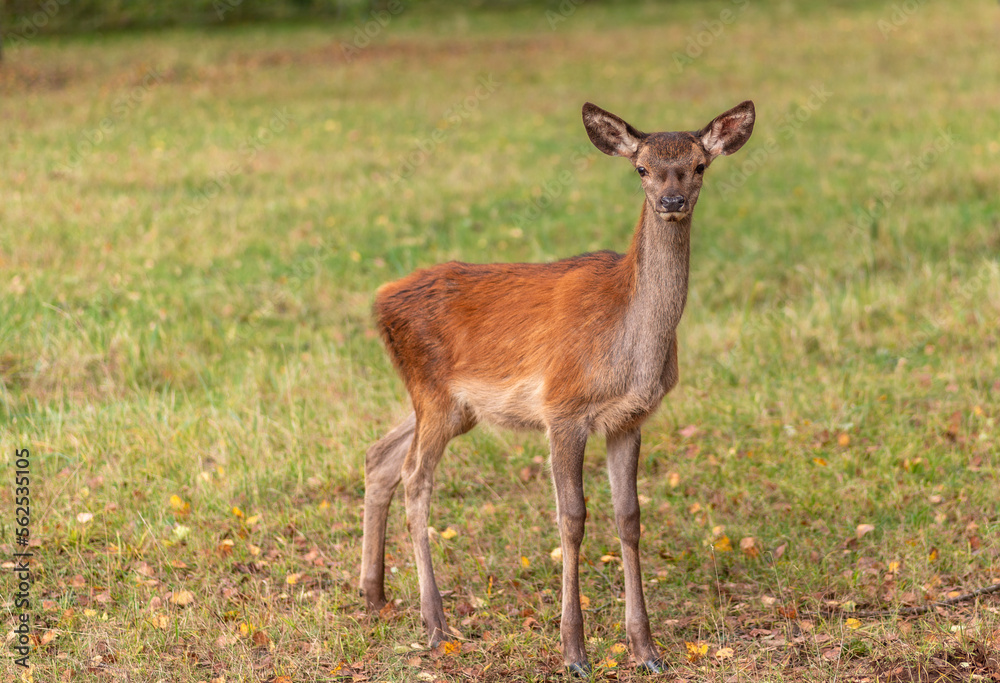 Young deer grazing in a meadow in autumn Young deer grazing in a meadow in autumn