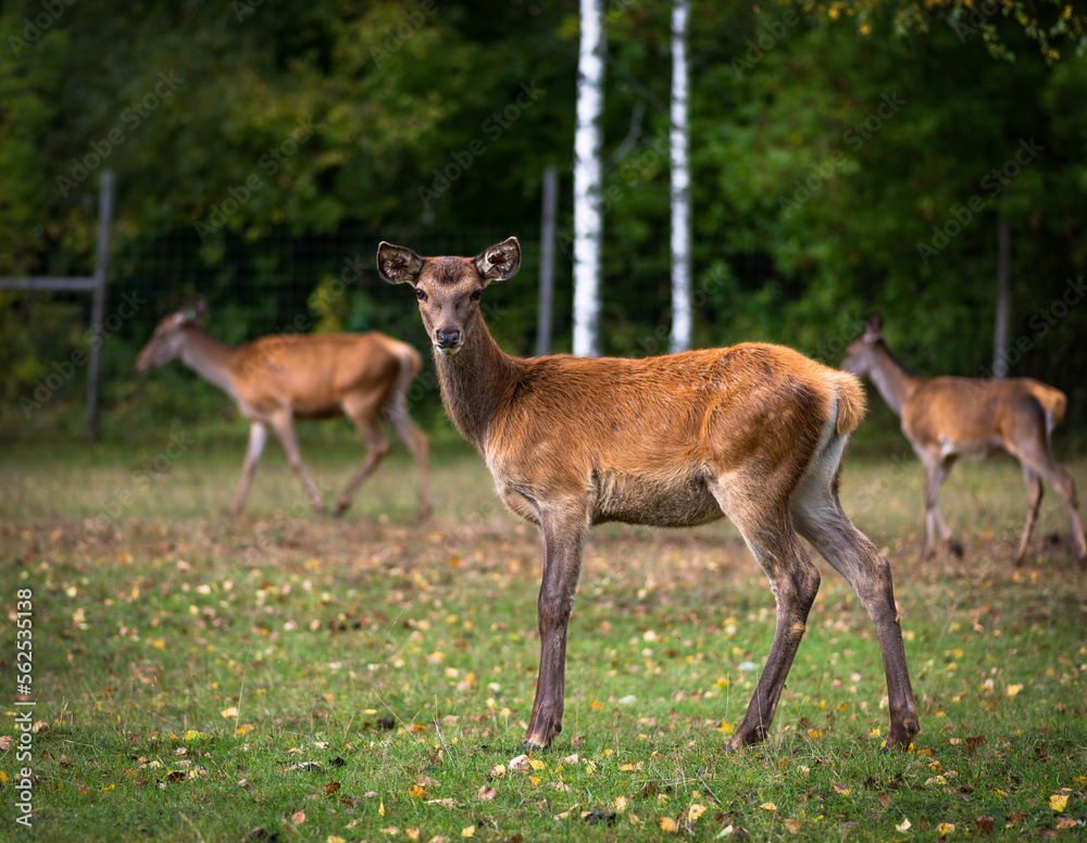 Young deer grazing in a meadow in autumn Young deer grazing in a meadow in autumn