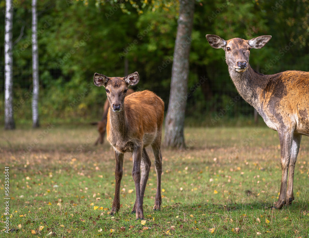 Young deer grazing in a meadow in autumn Young deer grazing in a meadow in autumn