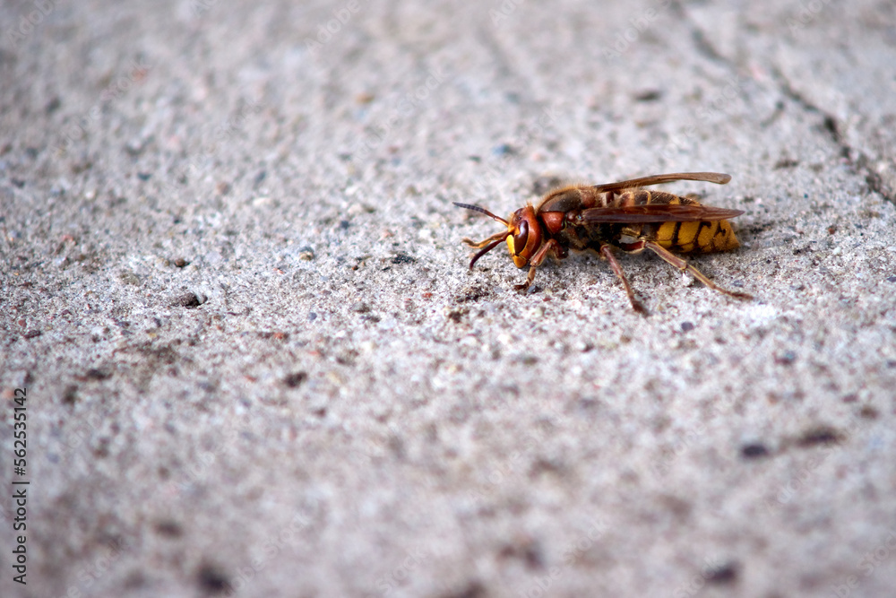 Macro shoot of hornet; Shallow depth of field; Focus on eyes Macro shoot of hornet; Shallow depth of field; Focus on eyes