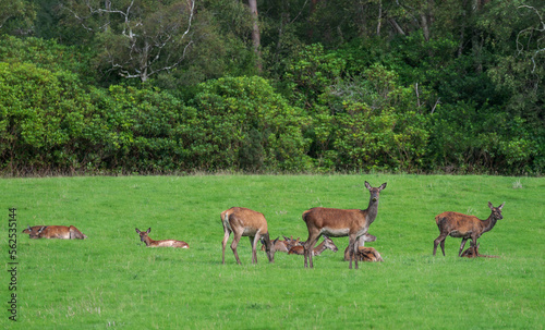 Young wild deer in Killarney National Park, near the town of Killarney, County Kerry, Ireland