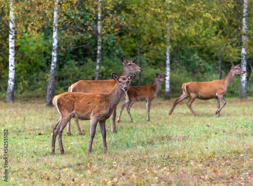 Young deer grazing in a meadow in autumn