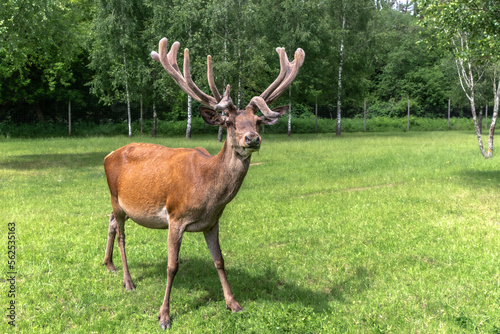 ortrait of a majestic red deer