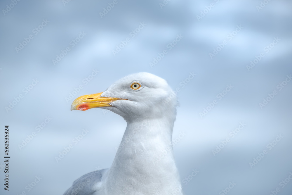 Seagull, Atlantic Ocean and beautiful cloudy sky, this is the Dingle Peninsula on Ireland’s Wild Atlantic Way, southwest Atlantic coast Seagull, Atlantic Ocean and beautiful cloudy sky, this is the Dingle Peninsula on Ireland’s Wild Atlantic Way, southwest Atlantic coast