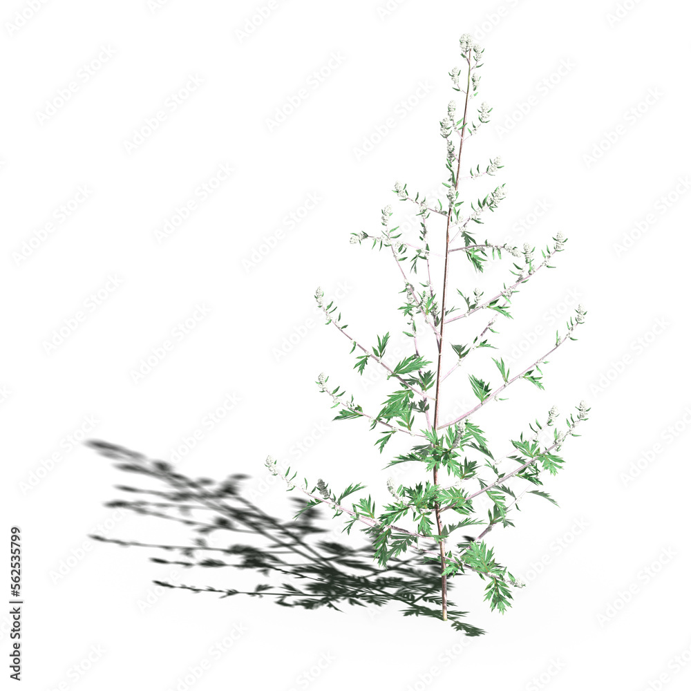 wild field grass with a shadow under it, isolated on white background, 3D illustration, cg render wild field grass with a shadow under it, isolated on white background, 3D illustration, cg render