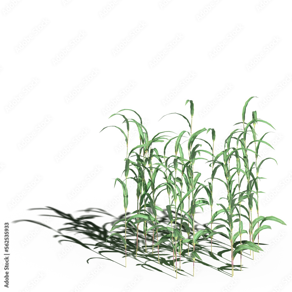 wild field grass with a shadow under it, isolated on white background, 3D illustration, cg render wild field grass with a shadow under it, isolated on white background, 3D illustration, cg render