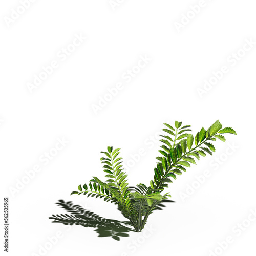 wild field grass with a shadow under it, isolated on white background, 3D illustration, cg render © vadim_fl