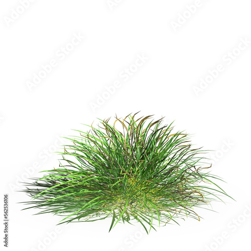 wild field grass with a shadow under it, isolated on white background, 3D illustration, cg render