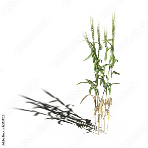 wild field grass with a shadow under it, isolated on a transparent background, 3D illustration, cg render 