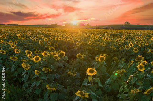 Sunflowers field on sunset. Harvesting Sunflower Seeds in agriculture. Huge yellow flowers on summer sun is harvesting sunflower seeds in autumn harvest season. Sunflowers farming for sunflower oil.