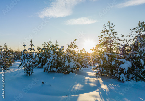 Winter snow covered fir trees. Forest snowscape. Trees in snow. Forest in wintertime with fir trees and Snowdrifts. Forest scenery in winter in frosty. Snow-cowered trees on sunset. Winter Christmas.