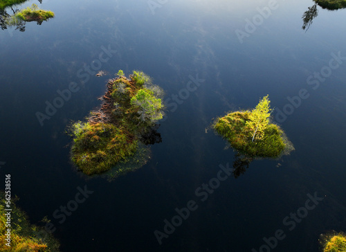 Island with trees and moss on swamps. Moss in lake. Island on lake with trees in autumn. Ecological reserve in wildlife. Swamp landscape. Wild mire of Yelnya in Belarus. European swamp and Peat Bog.