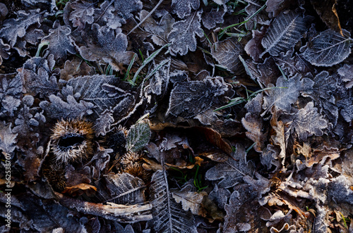 Blätter bedeckt mit Reif am kaltem Wintertag