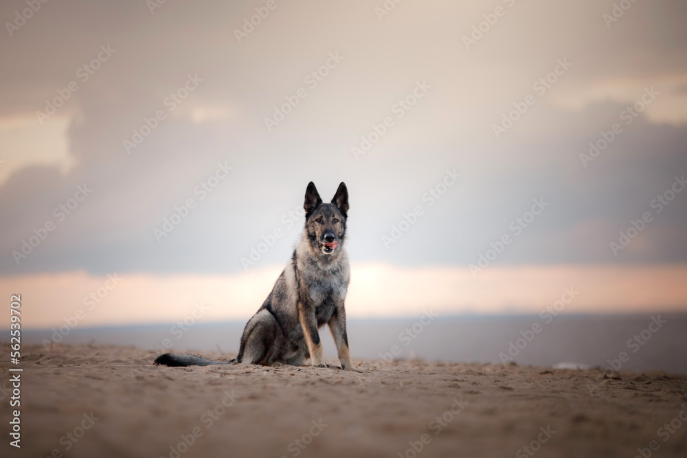 East European Shepherd dog on the beach. Active dog in nature. happy pet East European Shepherd dog on the beach. Active dog in nature. happy pet