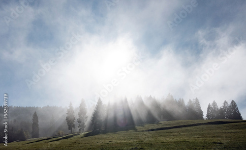 Nadelwald im Nebel, Gegenlicht, Herbst, Winter, Landschaft, Baum, Panorama, Wald, Natur, Sonne, Licht, Sonne, Wetter 