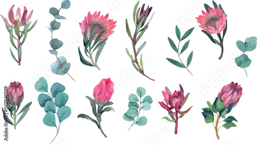 Vector watercolor set of magenta protea flowers and eucalyptus branches. Elements for fabric, textile, roll wallpaper, design, backgrounds, textures, digital paper