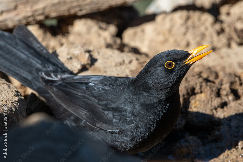 Close-up shot of a European Blackbird Close-up shot of a European Blackbird
