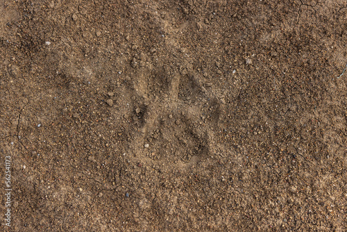 A paw print from a lion in the dirt in Kenya
