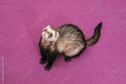 A pet ferret standing on a furple table. photo