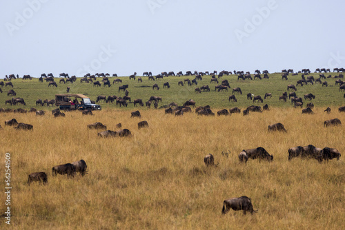 A safari truck drives through a herd of wildebeest during the Great Migration in Kenya