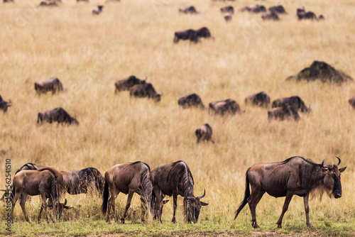 Fototapeta Naklejka Na Ścianę i Meble -  A herd of wildebeest during the Great Migration in Kenya