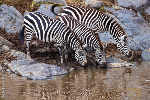 Zebras drinking from the watering hole in Kenya © Michael