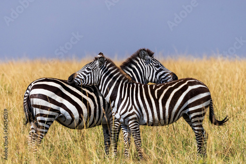 Zebras in love in Kenya