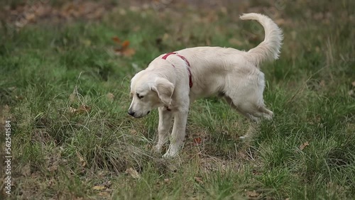 golden retriever pissing in the park. a golden retriever with light fur urinates in the park to mark territory. golden retriever puppy pissing in the park. pet walks outdoors.