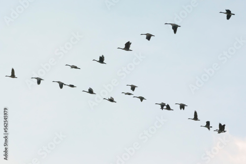 Canada Geese Flying In V Formation In Mid November In Wisconsin