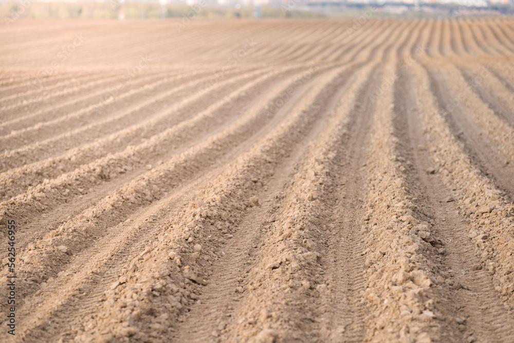 A large plowed agricultural field. The endless ranks of the beds are ready for the growth of the new crop