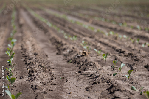Young salad leaves grow in the field. Vegetable rows, agriculture. Landscape with agricultural lands.