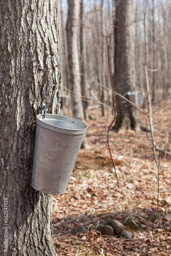 Maple tree tapping buckets aligned