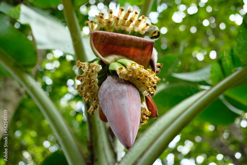 Banana flower - The teardrop-shaped purple flower at the end of the banana fruit cluster in a banana tree is called as banana heart.