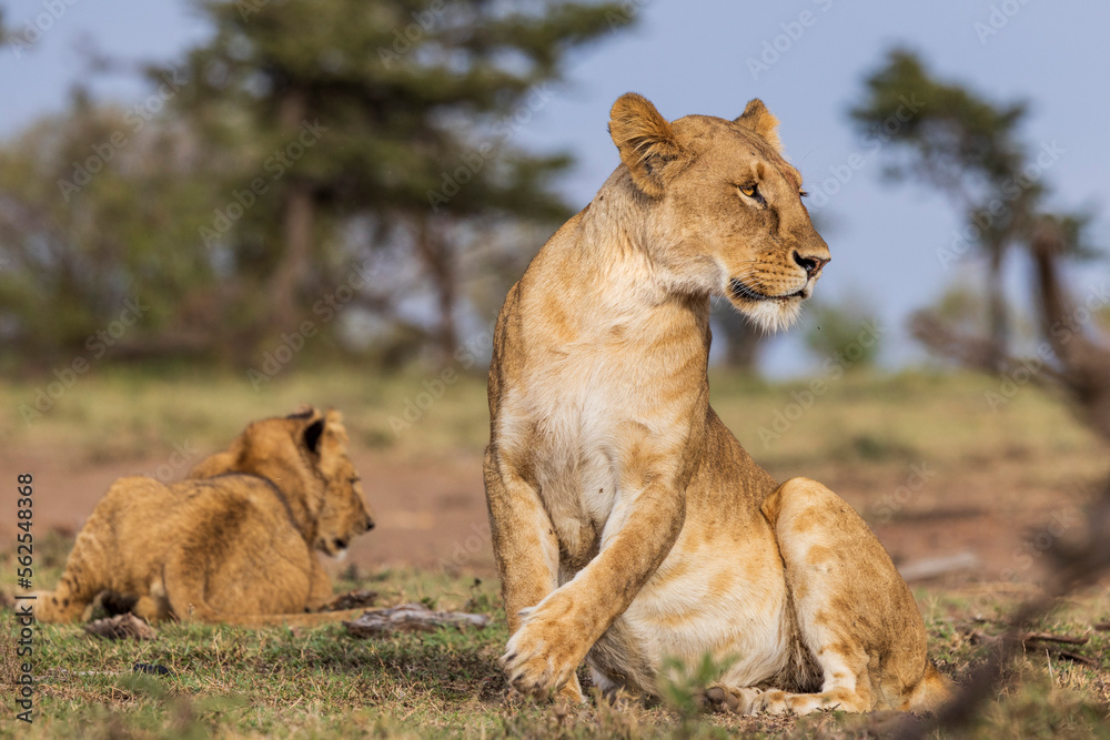 A mother lion and her cub in Kenya A mother lion and her cub in Kenya