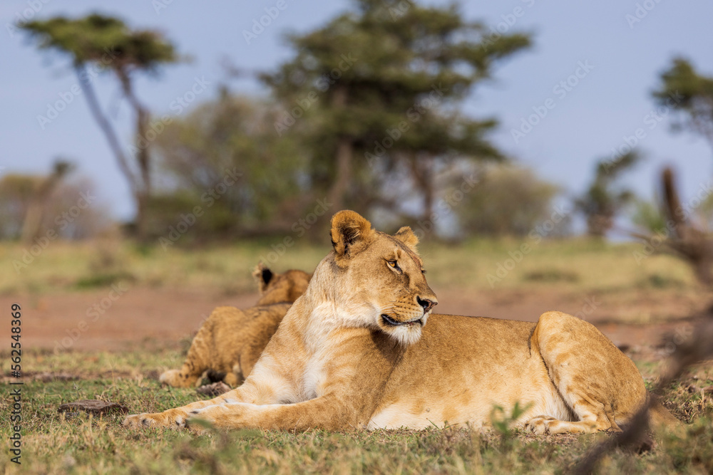 A lioness and her pride in Kenya A lioness and her pride in Kenya