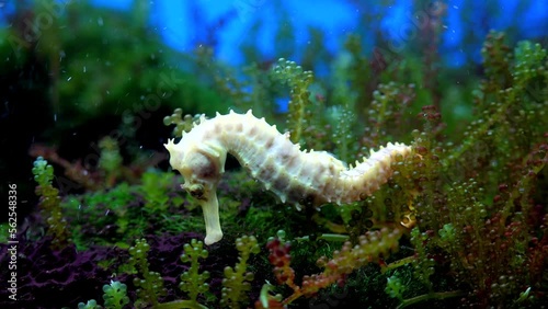 seahorse in an aquarium High quality