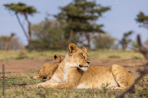 A lioness and her pride in Kenya
