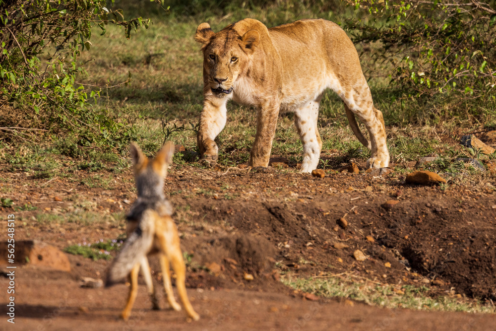 A lioness stalks a jackal on a hunt A lioness stalks a jackal on a hunt