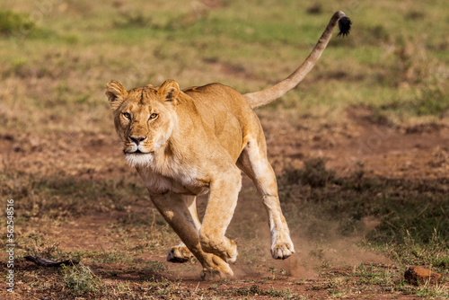 Canvas Print Lioness running on the hunt in Kenya