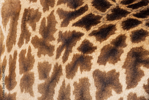 Closeup of a giraffe in Kenya
