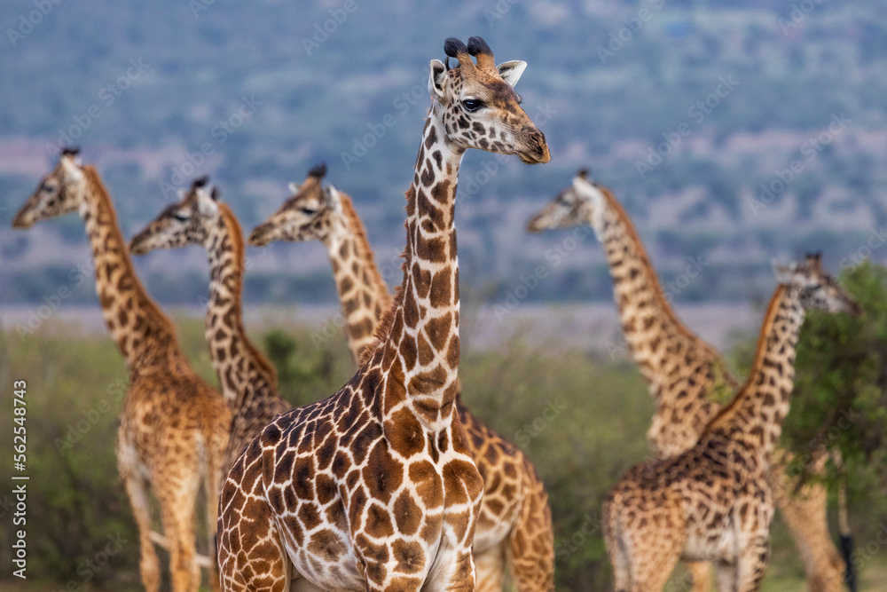 Herd of giraffes in Kenya Herd of giraffes in Kenya