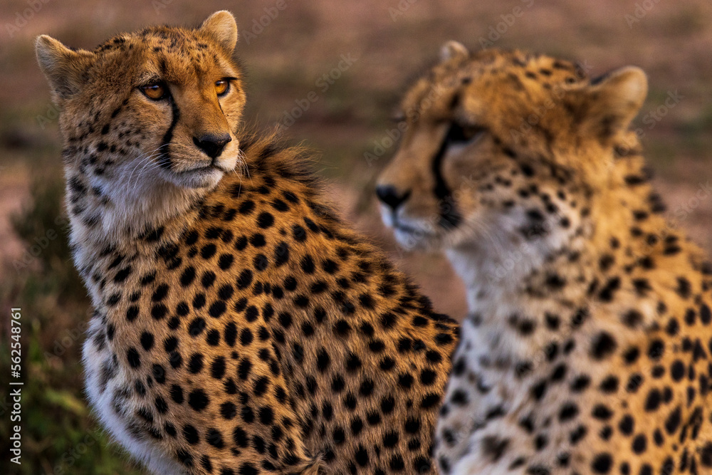Cheetahs at the watering hole at sunset Cheetahs at the watering hole at sunset