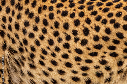 Cheetah fur print in the wild
