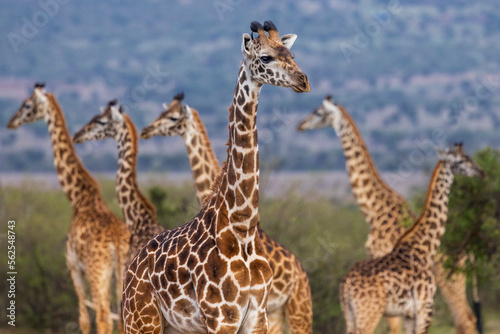 Herd of giraffes in Kenya