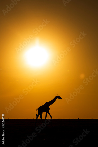 Giraffe at sunrise in Kenya