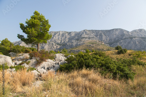 Hiking below the Biokovo mountain range, a karst landscape with pinewood and open scrubland located behind the Dalmatian coast of the Adriatic Sea, the so-called Makarska Riviera in Croatia Fototapeta