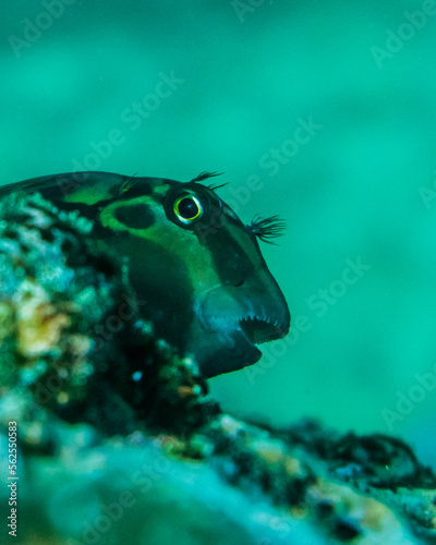 Reef fish © Fernando