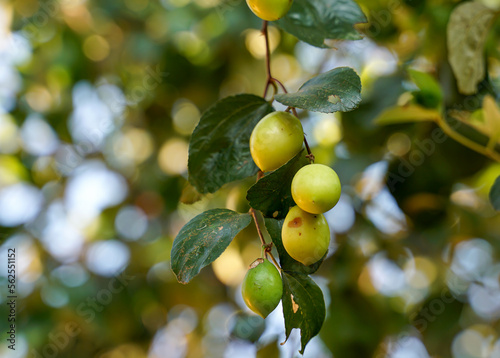 The jujube tree or Chinese date is a small perennial plant with thorns. The fruit has a single seed, smooth skin. When the unripe fruit is green, the ripe fruit is yellow to dark red.