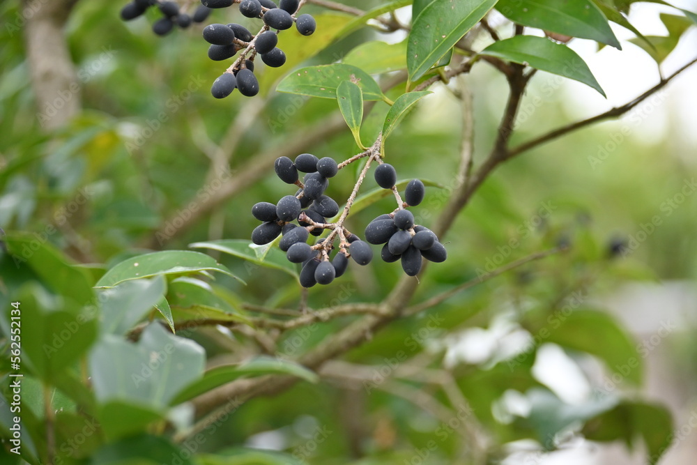 Japanese privet berries. Oleaceae evergreen shrub. Many small white flowers bloom in early summer, and berries ripen to purple-black in autumn. Used for windbreaks and hedges. Japanese privet berries. Oleaceae evergreen shrub. Many small white flowers bloom in early summer, and berries ripen to purple-black in autumn. Used for windbreaks and hedges.