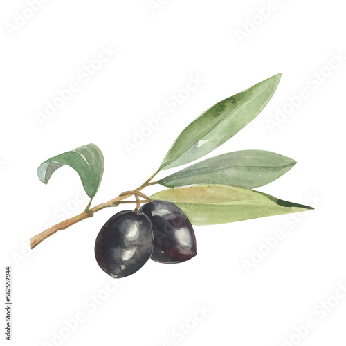 Watercolor illustration of realistic olive branch with leaves and black olives isolated on white.